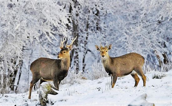 File:Sika deer in Qingliang Mountain.jpg