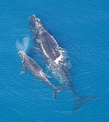 File:North Atlantic Right Whale.jpg