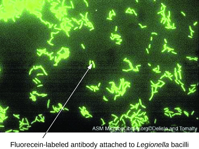 File:A green fluorescent mAb against L. pneumophila is shown to identify bacteria from a smear of a sample..jpg