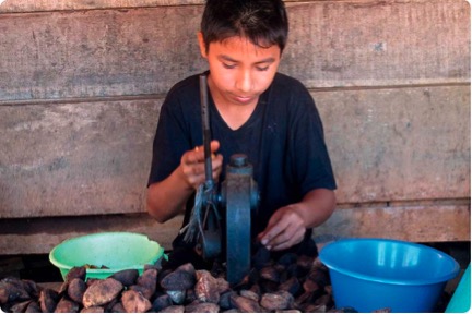 File:Boy peeling Brazil nuts.jpg