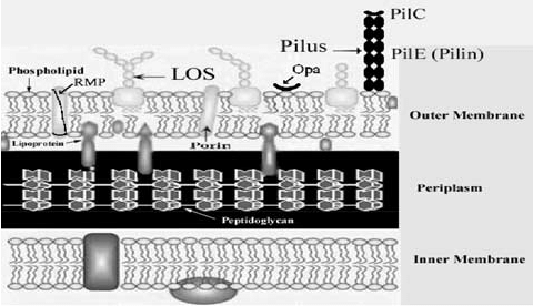 File:Cartoon-of-neisserial-cell-wall-PilE-pilin-subunit-PilC-adhesive-protein-at-tip-of.png
