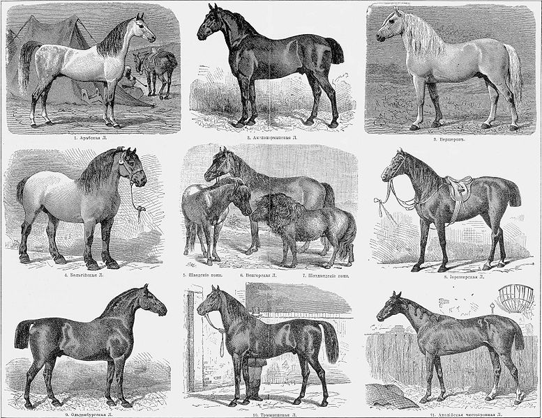 File:Domestic Horse Types.jpg
