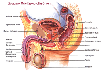 File:The male reproductive system..png