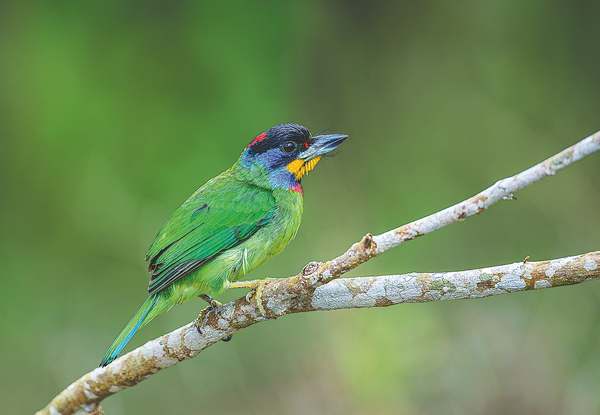 File:A black-browed barbet takes a well-deserved rest on a tree branch.png