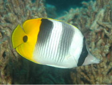 File:Butterflyfish.png