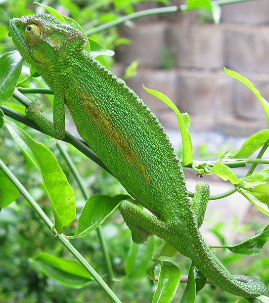 File:Chameleon green.jpg