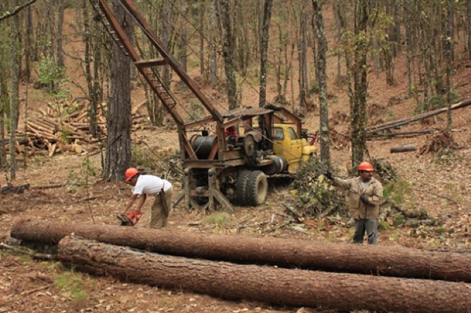 File:A logging crew consisting of comuneros from community forest enterprice in Ixtlán de Juárez in Mexico.png