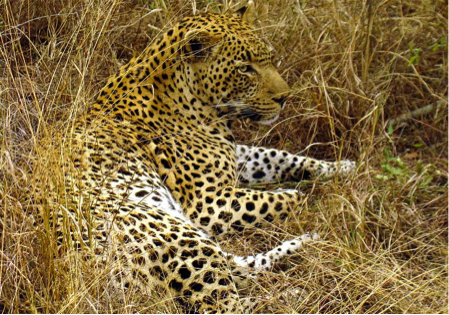 File:Great male leopard.png