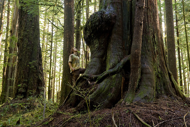 File:Western Red Cedar and Douglas fir trees in Avatar Grove, Vancouver Island, BC.jpg