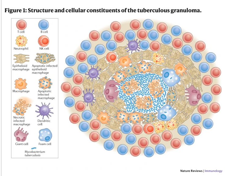 File:Structure and cellular constituents of tuberculous granuloma.png
