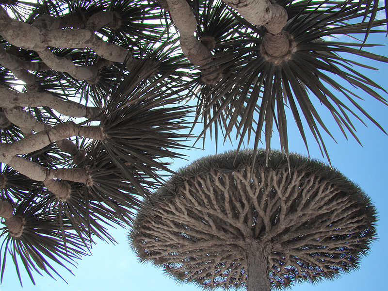 File:Branches of Dragon Blood trees.jpg