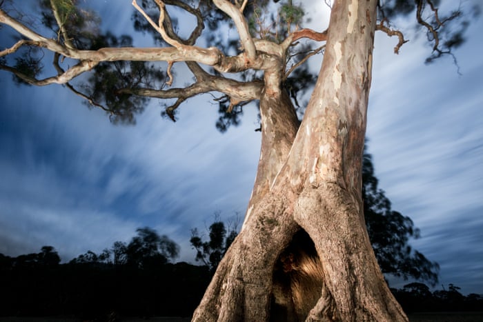 File:Djap Wurrung trees have been used for around 50 generations as a place for local Aboriginal women to give birth.jpg