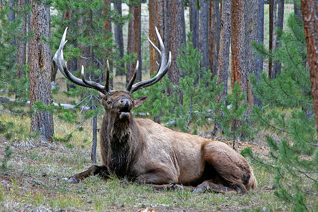 File:Yellowstone Male Elk.jpg