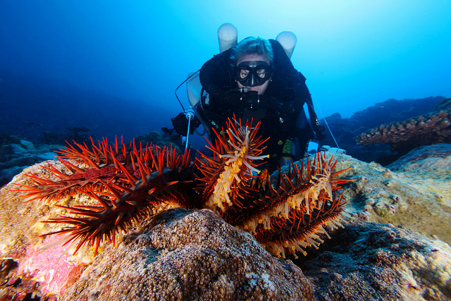 File:A diver and a Crown-of-Thorns-Starfish.jpg
