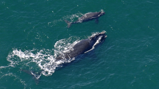 File:Right whales.jpg
