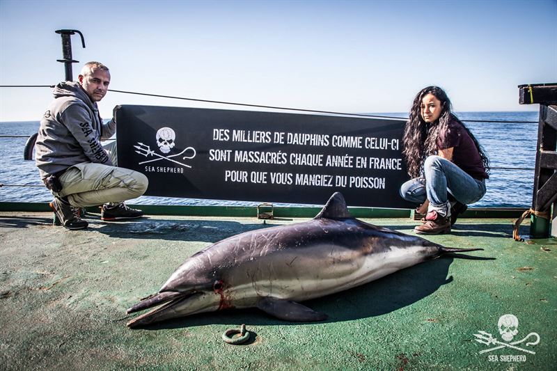 File:Dolphin Bycatch by the Sea Shepherd Global.jpg