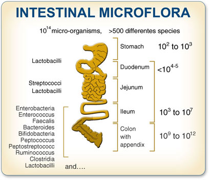 File:Intestinal-microflora-4101.jpg