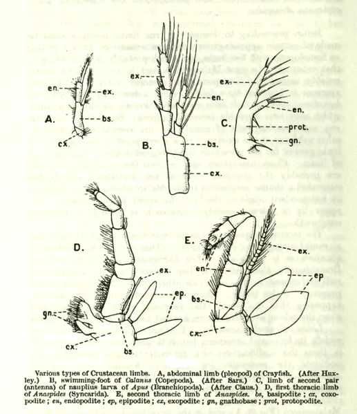 File:517px-CrustaceaAppendages.png