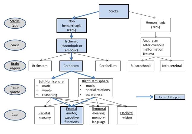 Flow chart of Ischemic Stroke in the Frontal Lobe.jpg