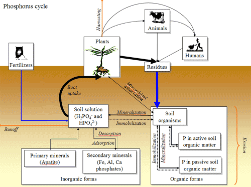 File:Phosphorus Cycle.gif