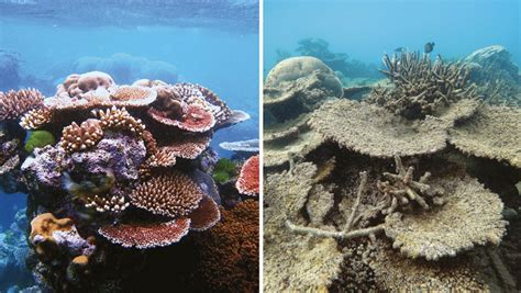 File:UNESCOcoral.jpg