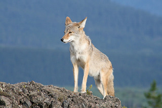 File:British Columbia Coyote in the Wild.jpg