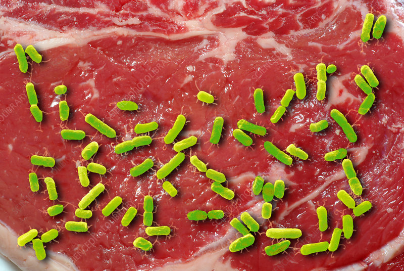 File:C0282591-Beef Contaminated with E coli.jpg