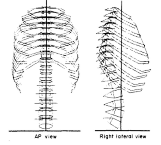 File:Model of thoracic spine.png