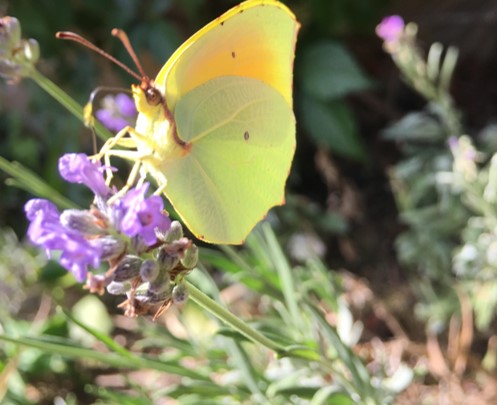 File:Common brimstone butterfly.jpg