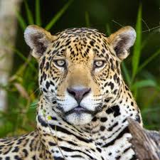 Portrait of Panthera onca, photographed in Colombia.