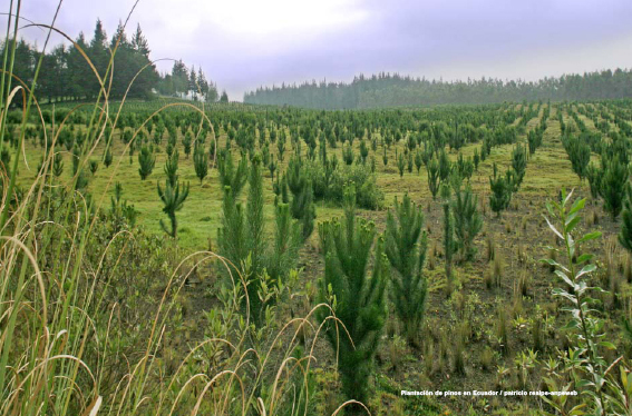 File:Pine plantation ecuador.jpg