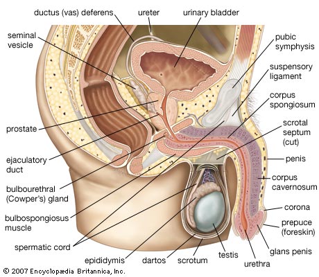 File:Figure 3 - The Male Reproductive System.jpg