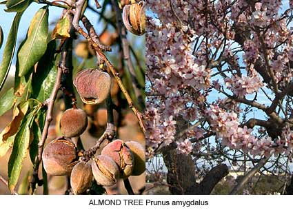 File:Almondtree.jpg
