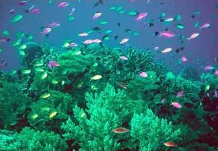 Coral reef 1.jpg