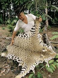 A rancher holding up a Panthera onca pelt.