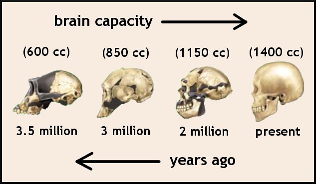 File:Brain Capacity.jpg