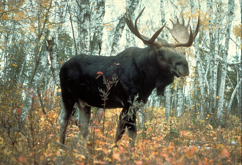 File:Ungulate Male Moose.jpg