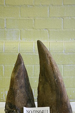 File:Unwrapped Rhino horn.jpg