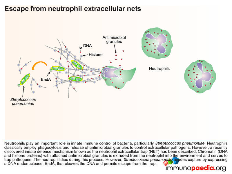 File:Escape from neutrophil extracellular nets.jpg