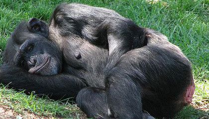 File:Chimpanzee ground nesting.jpg