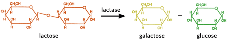 【3】L2 lactose-free.png