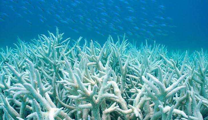 File:Coral Bleaching event.jpg