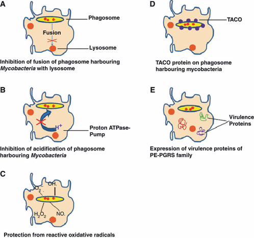 File:Figure 6. Key factors of the survival mechanisms involved in the phagosome maturation arrest of M. tuberculosis inside macrophages; from FEBS PRESS; Web; March 4, 2017.gif