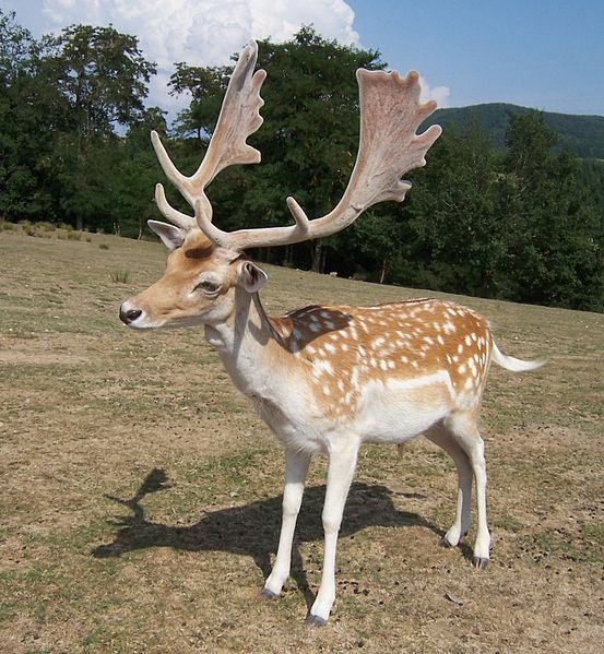 File:Male Fallow Deer.jpg