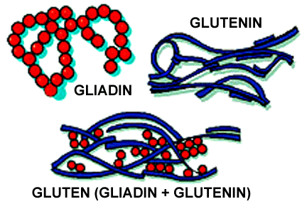 File:Gluten Proteins.gif