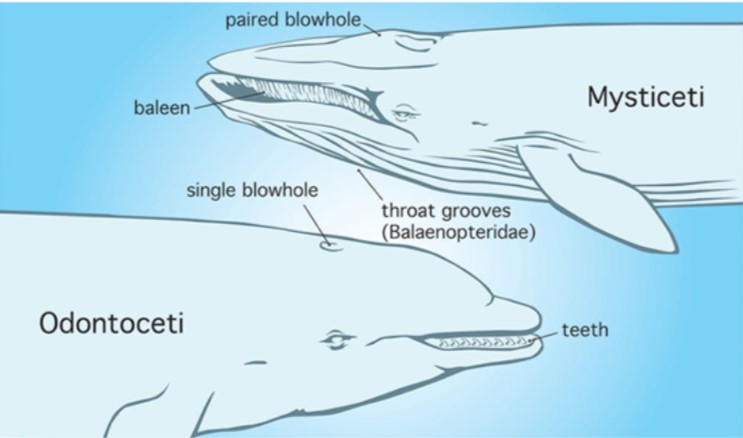 File:Types of cetacea.jpg