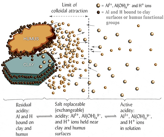 Illustration of the equilibrium relationship among residual, exchangeable, and active acidity in a soil with organic and mineral colloids.