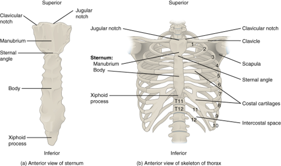 File:Thoracic Cage - Labeled.png