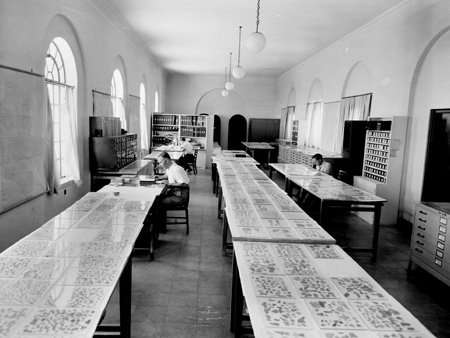 File:Dead Sea Scroll Scholar Examination.jpg