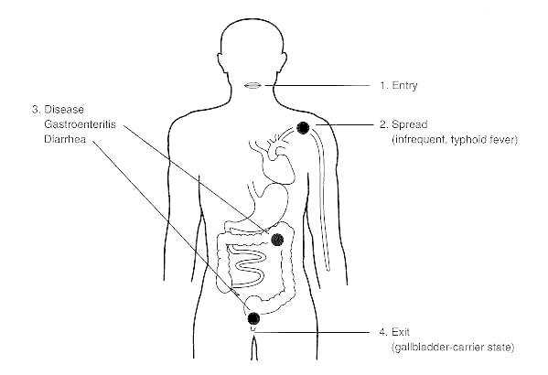 File:Pathogenesis of salmonellosis.jpg